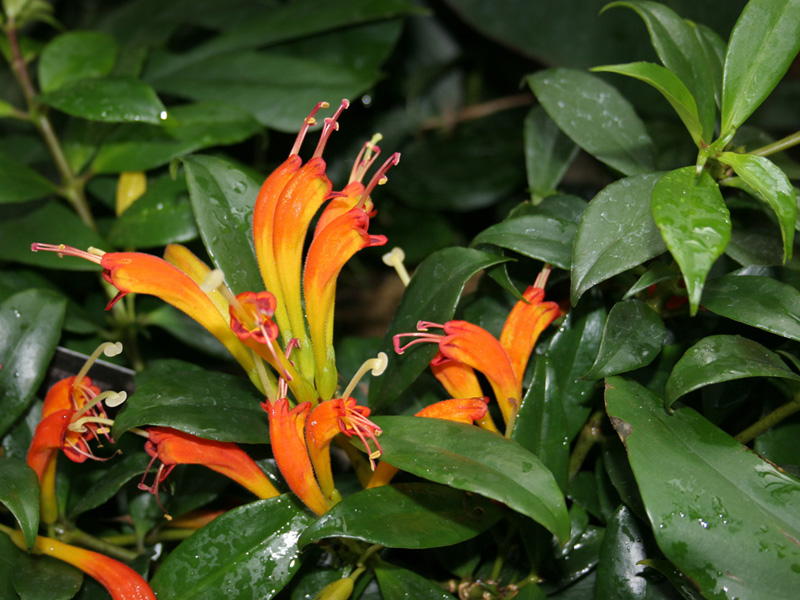 Lipstick Plant
